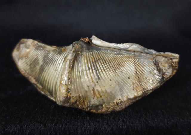 Cyrtospirifer verneuili (MURCHISON 1840) - Bild © FossNet FossilienStore